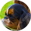 Ivona Furlan profile picture